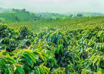 80 Hektar Hutan TNKS Jadi Kebun Kopi, Total Perambahan Diperkirakan Capai 200 Hektar