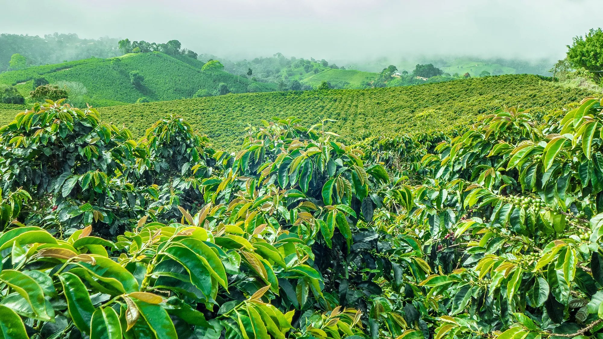 80 Hektar Hutan TNKS Jadi Kebun Kopi, Total Perambahan Diperkirakan Capai 200 Hektar