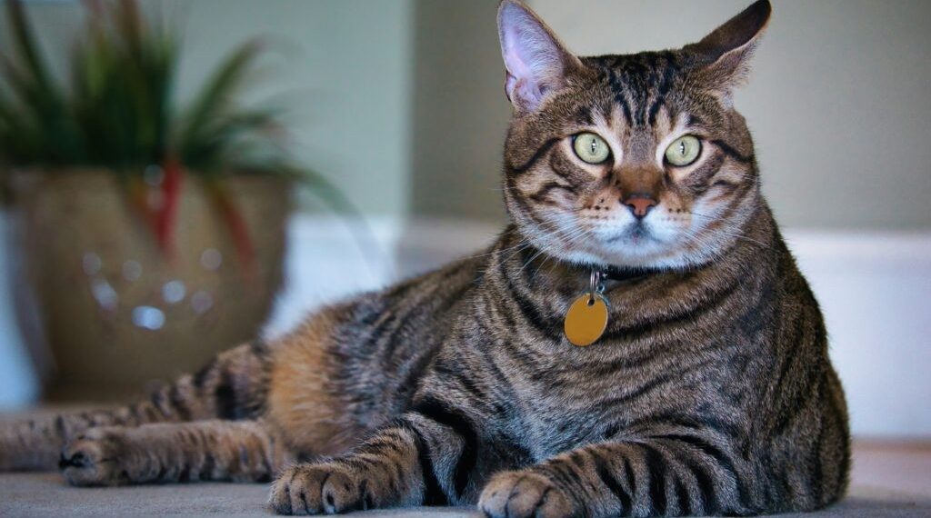 Daftar Negara dengan Kucing Peliharaan Terbanyak 2026, Siapa Peringkat Pertama?
