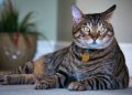 Daftar Negara dengan Kucing Peliharaan Terbanyak 2026, Siapa Peringkat Pertama?