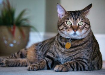 Daftar Negara dengan Kucing Peliharaan Terbanyak 2026, Siapa Peringkat Pertama?