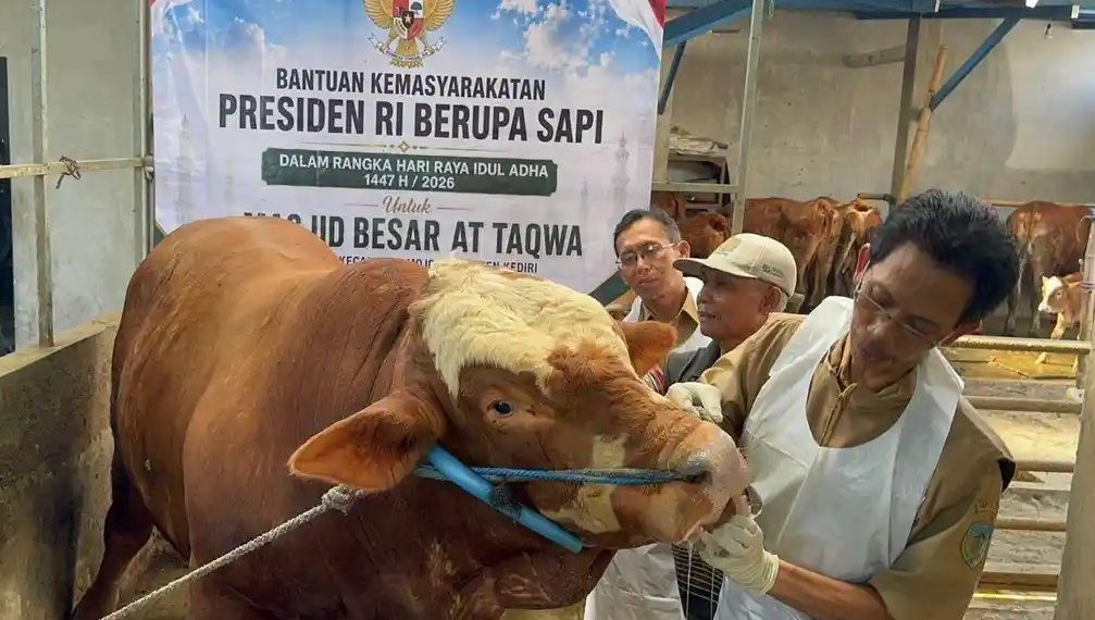 Sapi Kurban Presiden Prabowo Berasal dari APBN, Ini Penjelasan Pemerintah dan MUI