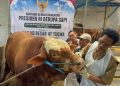 Sapi Kurban Presiden Prabowo Berasal dari APBN, Ini Penjelasan Pemerintah dan MUI