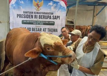 Sapi Kurban Presiden Prabowo Berasal dari APBN, Ini Penjelasan Pemerintah dan MUI