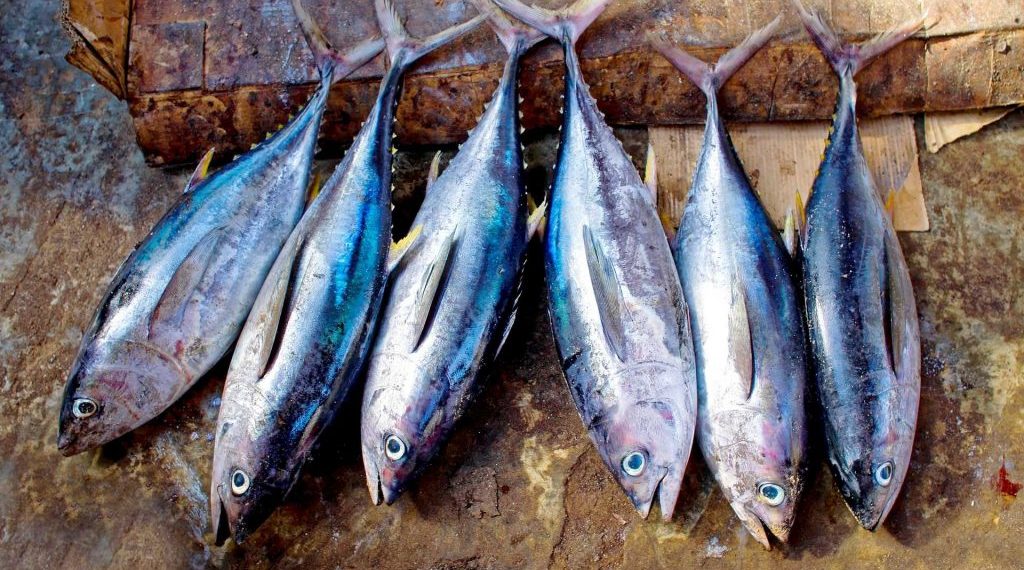 Bukan Cuma Dagingnya, Hilirisasi Tuna dari Kulit sampai Tulang Bisa Lipatgandakan Nilai Ekonomi RI