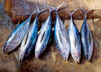Bukan Cuma Dagingnya, Hilirisasi Tuna dari Kulit sampai Tulang Bisa Lipatgandakan Nilai Ekonomi RI