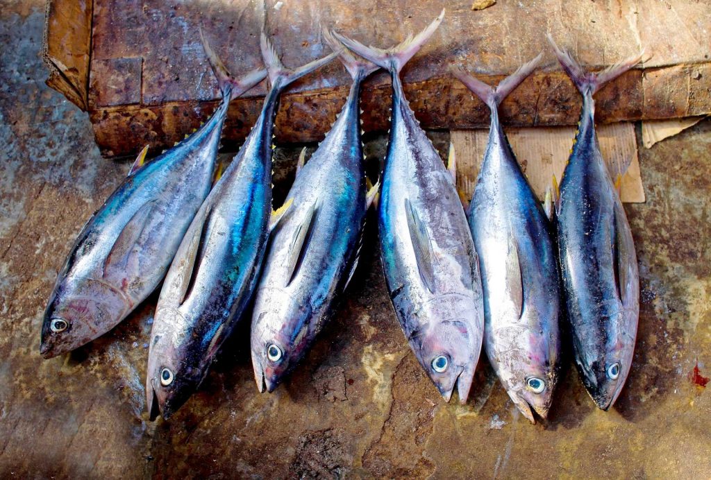 Bukan Cuma Dagingnya, Hilirisasi Tuna dari Kulit sampai Tulang Bisa Lipatgandakan Nilai Ekonomi RI
