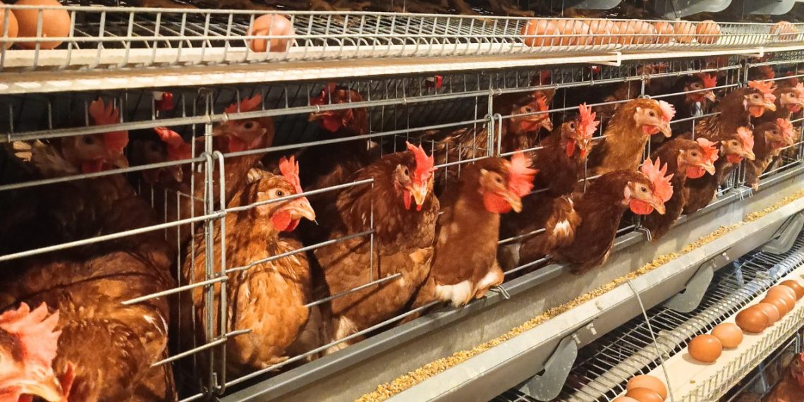 Dari Rp 60 Ribu ke Rp 75 Ribu, Harga Telur Ayam di Aceh Naik Imbas Pakan Mahal