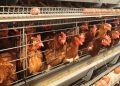 Dari Rp 60 Ribu ke Rp 75 Ribu, Harga Telur Ayam di Aceh Naik Imbas Pakan Mahal