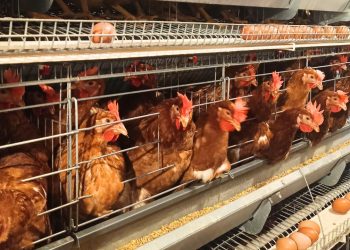 Dari Rp 60 Ribu ke Rp 75 Ribu, Harga Telur Ayam di Aceh Naik Imbas Pakan Mahal