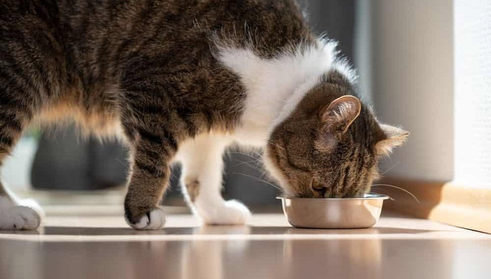 Masih Jadi Tradisi, Ini 3 Negara yang Mengonsumsi Daging Kucing