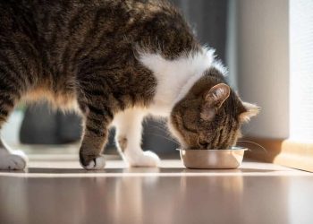 Masih Jadi Tradisi, Ini 3 Negara yang Mengonsumsi Daging Kucing