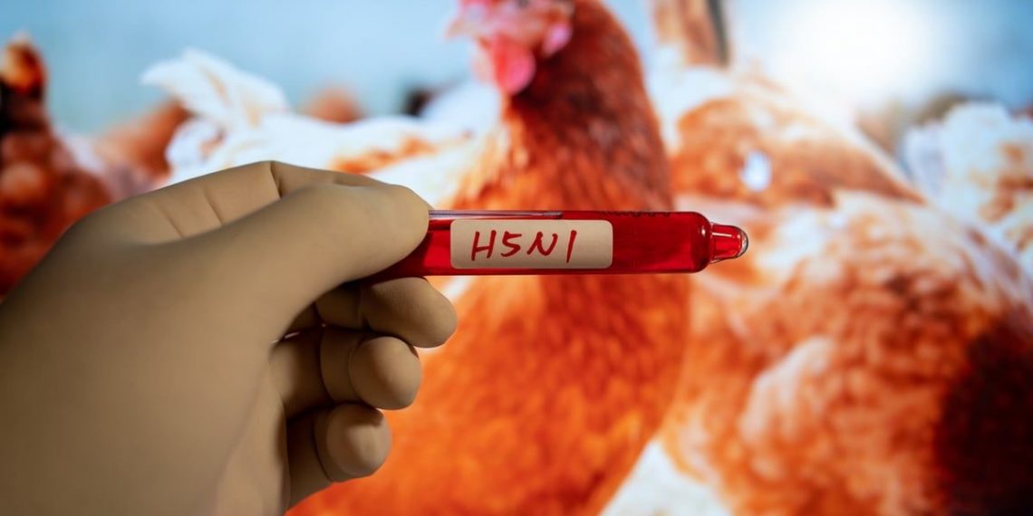 Australia Waspadai Kasus Flu Burung H5N1 yang Terdeteksi di Burung Liar