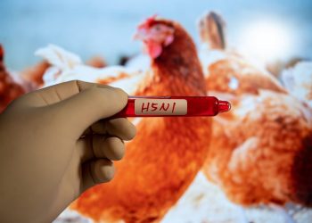 Australia Waspadai Kasus Flu Burung H5N1 yang Terdeteksi di Burung Liar