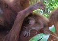 Dulu Korban Perdagangan Satwa, Kini Bulan Lahirkan Bayi Orangutan di Hutan Aceh