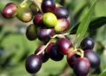 Dua Buah dalam Al-Qur’an yang Disebut Bisa Membantu Turunkan Kolesterol