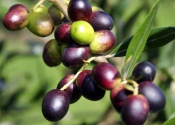 Dua Buah dalam Al-Qur’an yang Disebut Bisa Membantu Turunkan Kolesterol