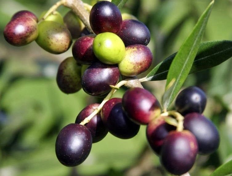 Dua Buah dalam Al-Qur’an yang Disebut Bisa Membantu Turunkan Kolesterol