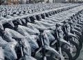 Kejagung Telusuri Dugaan Penggelembungan Harga Motor Listrik dalam Program MBG