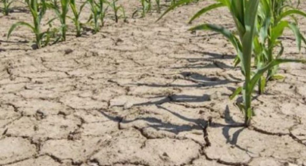 El Nino 2026 Ancam Ketahanan Pangan Asia Tenggara dan Dorong Inflasi