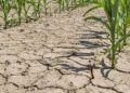 El Nino 2026 Ancam Ketahanan Pangan Asia Tenggara dan Dorong Inflasi
