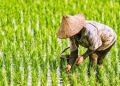 Petani Antisipasi Musim Kemarau 2026, Pemerintah Perkuat Dukungan Produksi Pangan