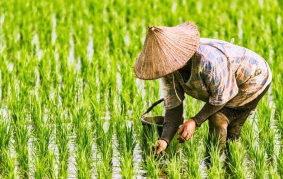 Petani Antisipasi Musim Kemarau 2026, Pemerintah Perkuat Dukungan Produksi Pangan
