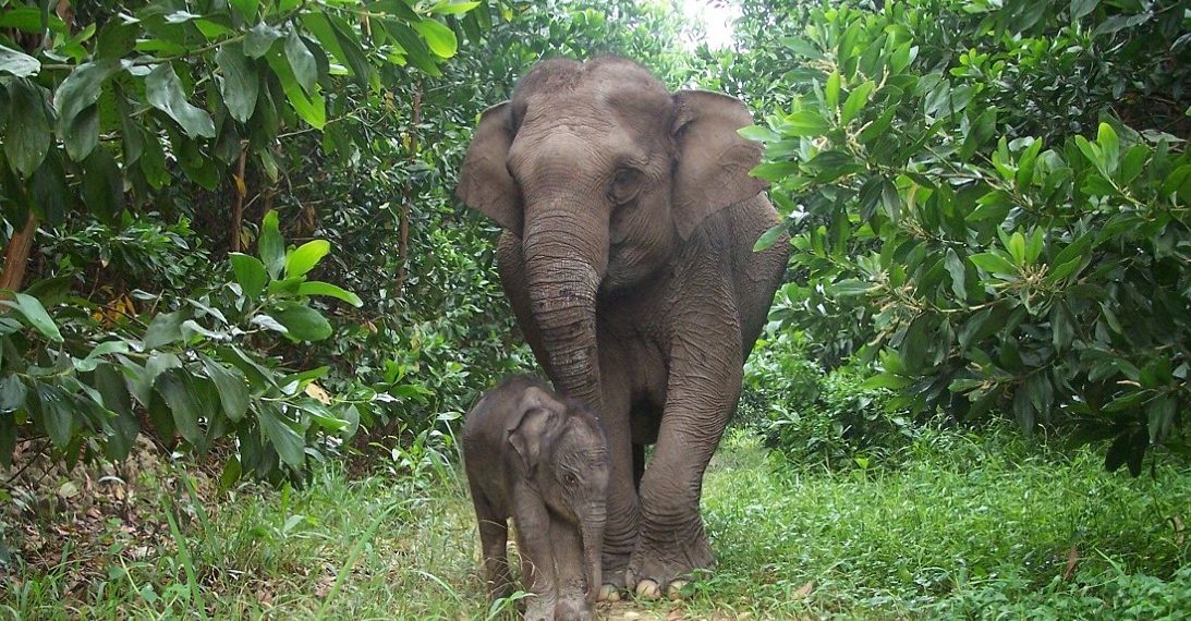Kelahiran Anak Gajah Sumatera di Tesso Nilo Disambut Kapolda Riau sebagai Harapan Konservasi