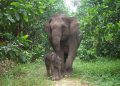 Kelahiran Anak Gajah Sumatera di Tesso Nilo Disambut Kapolda Riau sebagai Harapan Konservasi
