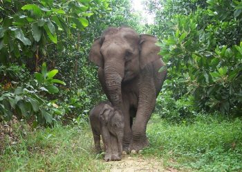 Kelahiran Anak Gajah Sumatera di Tesso Nilo Disambut Kapolda Riau sebagai Harapan Konservasi