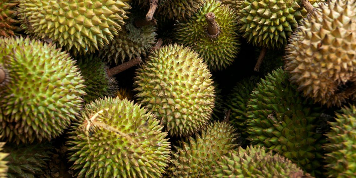 Musim Durian Bangka Bikin Harga Murah, Rp100 Ribu Bisa Dapat Lima Buah