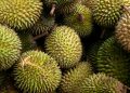 Musim Durian Bangka Bikin Harga Murah, Rp100 Ribu Bisa Dapat Lima Buah