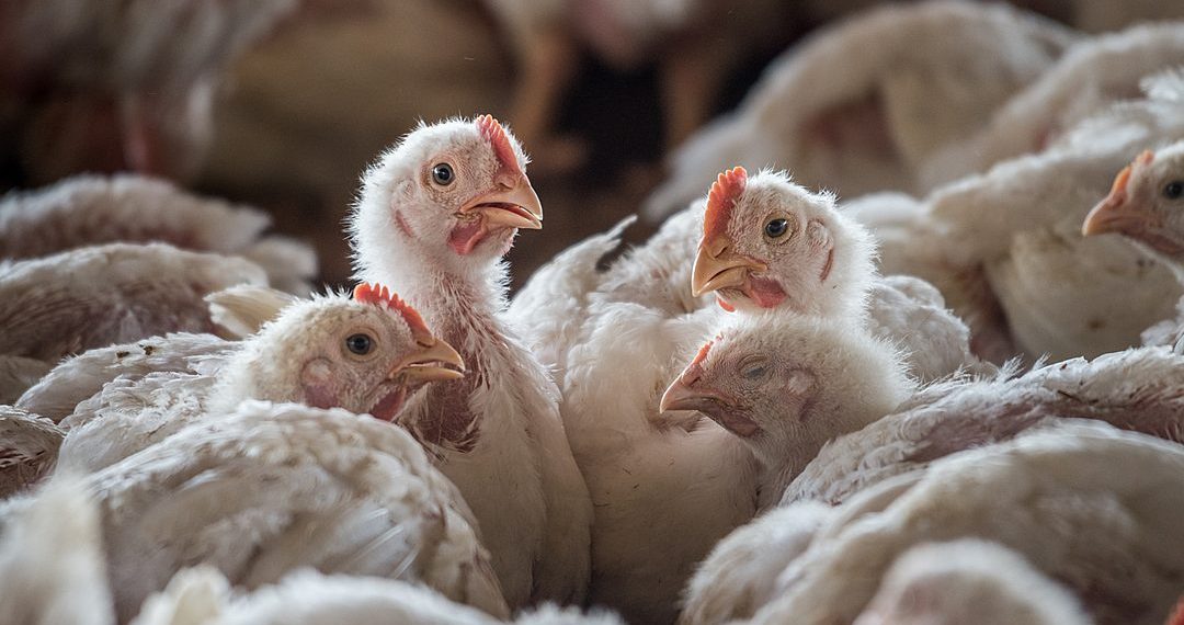 Ayam Hidup Dijual Rp13 Ribu per Kg, Kementan Akui Harga Sudah di Bawah Modal