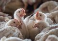 Ayam Hidup Dijual Rp13 Ribu per Kg, Kementan Akui Harga Sudah di Bawah Modal