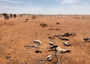 Bumi Makin Kering, PBB Peringati Hari Dunia Melawan Penggurusan 2026 dengan Tema Ini