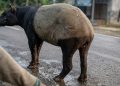 Mengapa Tapir Masuk Kampung? Pakar Sebut Habitat Rusak dan Ruang Jelajah Menyempit