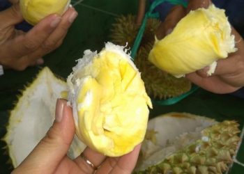 Pecinta Durian Wajib Tahu, Begini Cara Memilih Durian yang Manis dan Tebal