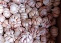 Bawang Putih Makin Mahal, Harga Capai Rp 100.000 per Kg Akibat Dolar AS dan Biaya Logistik