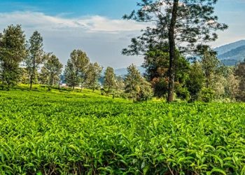 Jangan Kaget! Harga Teh Berpotensi Makin Mahal Akibat Gelombang Panas