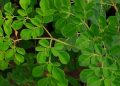 Australia Larang Daun Kelor untuk Konsumsi, Petani Protes karena Mata Pencaharian Terancam