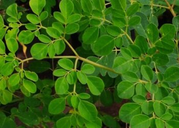 Australia Larang Daun Kelor untuk Konsumsi, Petani Protes karena Mata Pencaharian Terancam