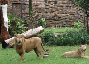 Manajemen KBS Buka Suara soal Pakan Satwa Usai Eks Dirut Jadi Tersangka Korupsi
