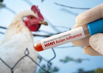 Kasus flu burung H5N1 di Australia terus bertambah dengan penyebaran lokal pada burung liar. Otoritas menyatakan belum ada infeksi pada unggas maupun risiko tinggi bagi manusia.