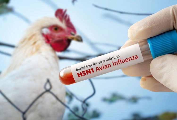 Kasus Flu Burung H5N1 di Australia Melonjak, Otoritas Tingkatkan Kewaspadaan