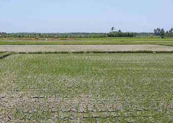 BMKG: Indonesia Kini Alami El Nino Kuat, Pemerintah Siaga Hadapi Dampaknya