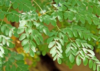Daun Kelor Aman Dikonsumsi di Indonesia Mengapa Belum Disetujui Australia?