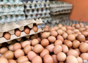 Peternak Ayam Madiun Kian Terpuruk, Harga Telur Anjlok hingga Rp20.000 per Kg
