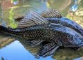 Sulit Diberantas, Ikan Sapu-Sapu Ancam Ekosistem Sungai di Indonesia dan Malaysia