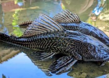 Sulit Diberantas, Ikan Sapu-Sapu Ancam Ekosistem Sungai di Indonesia dan Malaysia