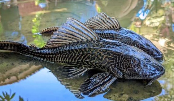 Sulit Diberantas, Ikan Sapu-Sapu Ancam Ekosistem Sungai di Indonesia dan Malaysia